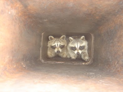 Raccoons-in-a-chimney-flue